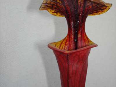 Sarracenia flava rubricorpora 'Claret'